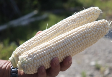 ホイップコーン